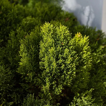 Nire Lula En La Misma Playa *