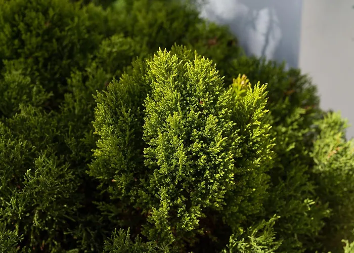 Nire Lula En La Misma Playa *